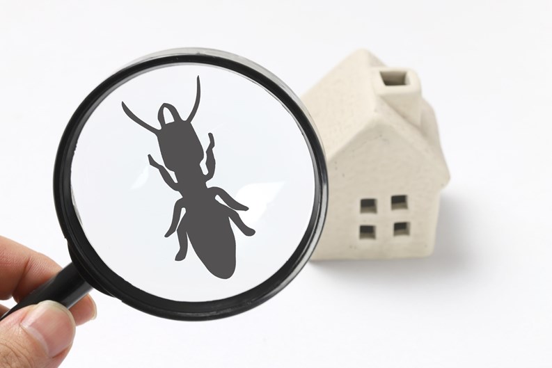 termite exterminate