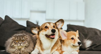 Pet-Friendly Policies welsh corgi dogs and british longhair cat on sofa at home