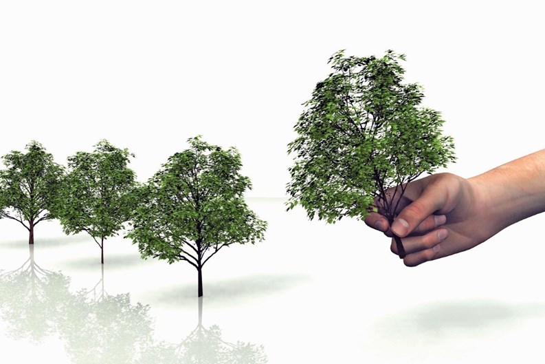 The Arbor Day Foundation