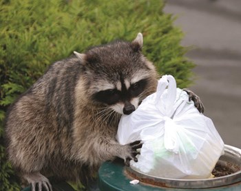 Close Encounters with Wildlife