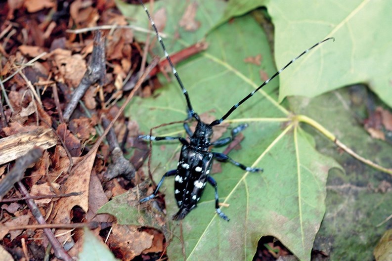 Invasive Species