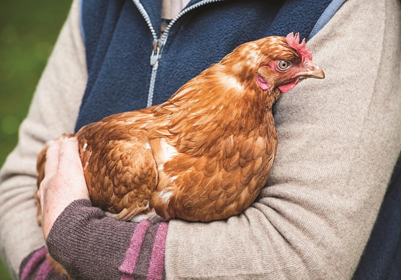 Companion Pets and Service Animals
